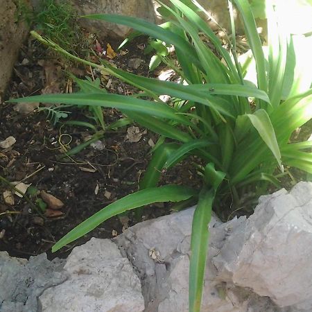 Apartment Mile Sibenik Luaran gambar